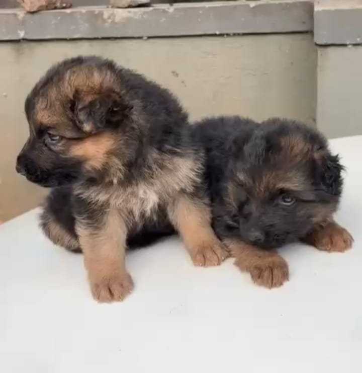 Purchase KCI Registered German shepherd Puppy from Ahmedabad